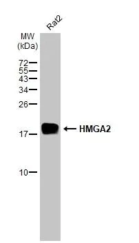 Western blot - Anti-HMGA2 antibody [HL1936] (AB308208)