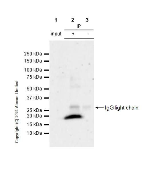 Immunoprecipitation - Anti-HMGA2 antibody [RM1215] - BSA and Azide free (AB320850)