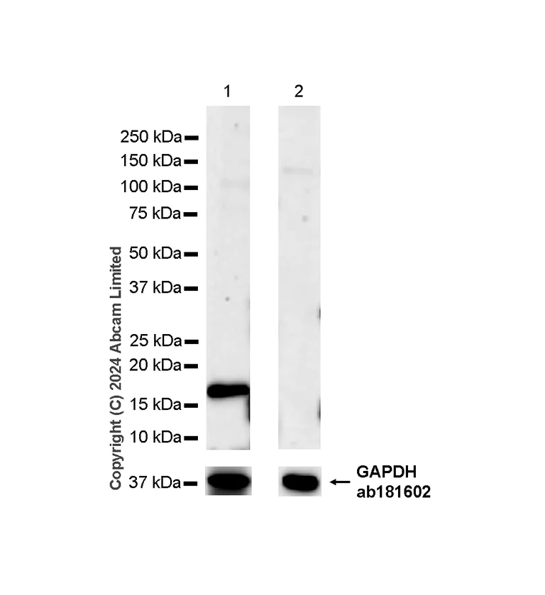 Western blot - Anti-HMGA2 antibody [RM1215] - BSA and Azide free (AB320850)