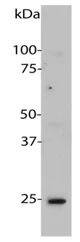 Western blot - Anti-HMGB1 antibody [1F3] (AB190377)