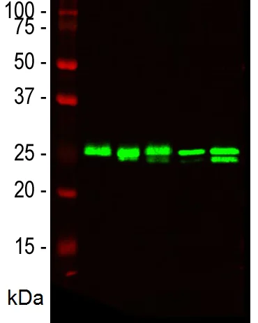 Western blot - Anti-HMGB1 antibody [1F3] (AB190377)