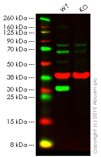 Western blot - Anti-HMGB1 antibody (AB18256), expandable thumbnail