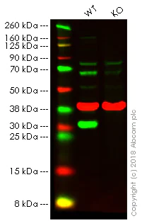 Western blot - Anti-HMGB1 antibody (AB18256)