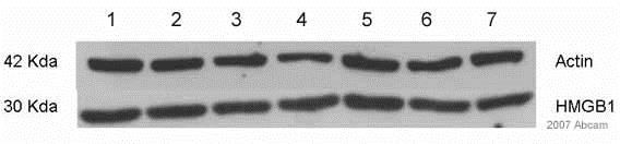 Western blot - Anti-HMGB1 antibody (AB18256), expandable thumbnail