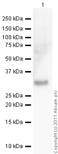 Western blot - Anti-HMGB1 antibody (AB18256), expandable thumbnail