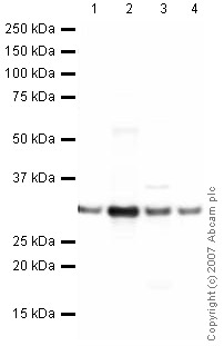 Western blot - Anti-HMGB1 antibody (AB18256), expandable thumbnail