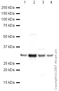 Western blot - Anti-HMGB1 antibody (AB18256)