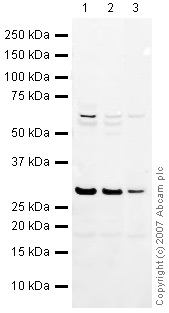 Western blot - Anti-HMGB1 antibody (AB18256), expandable thumbnail