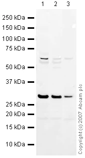 Western blot - Anti-HMGB1 antibody (AB18256)