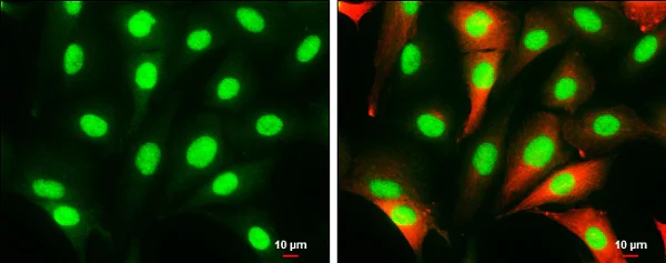 Immunocytochemistry/ Immunofluorescence - Anti-HMGB1 antibody (AB227168)
