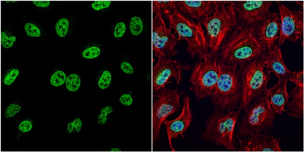 Immunocytochemistry/ Immunofluorescence - Anti-HMGB1 antibody (ab227168), expandable thumbnail