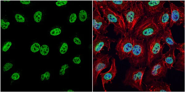 Immunocytochemistry/ Immunofluorescence - Anti-HMGB1 antibody (AB227168)