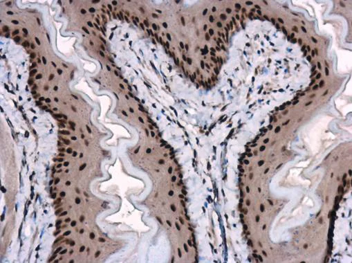 Immunohistochemistry (Formalin/PFA-fixed paraffin-embedded sections) - Anti-HMGB1 antibody (AB227168)