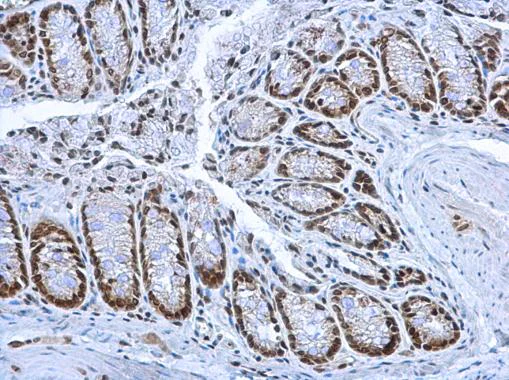 Immunohistochemistry (Formalin/PFA-fixed paraffin-embedded sections) - Anti-HMGB1 antibody (AB227168)