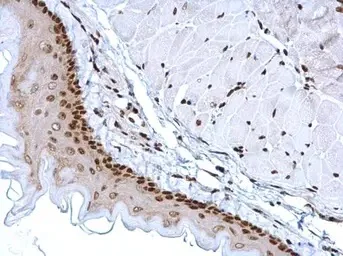 Immunohistochemistry (Formalin/PFA-fixed paraffin-embedded sections) - Anti-HMGB1 antibody (AB227168)