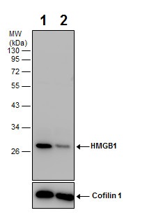Western blot - Anti-HMGB1 antibody (AB227168), expandable thumbnail