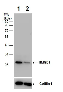 Western blot - Anti-HMGB1 antibody (AB227168)