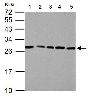 Anti-HMGB1 antibody (ab227168) | Abcam