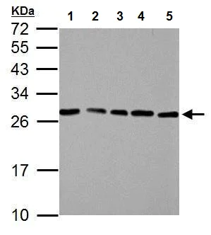 Western blot - Anti-HMGB1 antibody (AB227168)