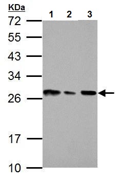 Western blot - Anti-HMGB1 antibody (AB227168), expandable thumbnail
