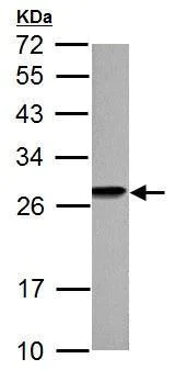 Western blot - Anti-HMGB1 antibody (AB227168)
