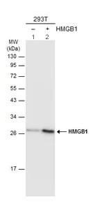 Western blot - Anti-HMGB1 antibody (AB227168)