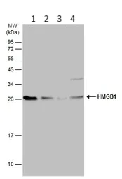 Western blot - Anti-HMGB1 antibody (AB227168)