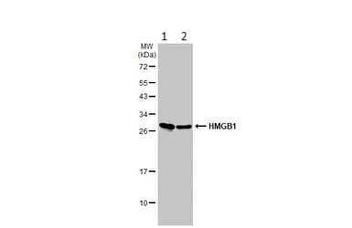Western blot - Anti-HMGB1 antibody (AB227168)