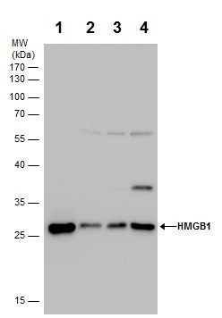 Western blot - Anti-HMGB1 antibody (AB227168), expandable thumbnail