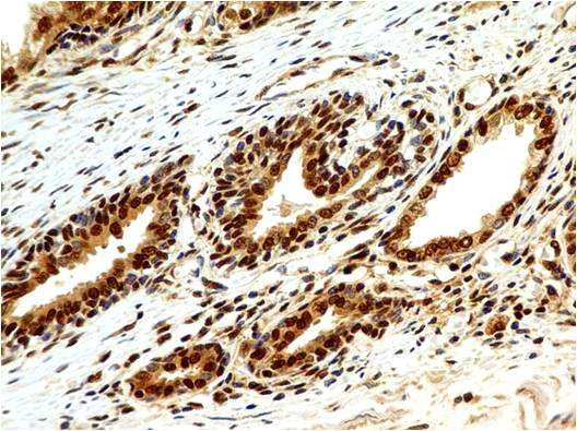 Immunohistochemistry (Formalin/PFA-fixed paraffin-embedded sections) - Anti-HMGB1 antibody [ABM24D3] (AB208282)