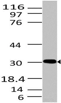 Western blot - Anti-HMGB1 antibody [ABM24D3] (AB208282)