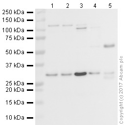 Western blot - Anti-HMGB1 antibody [EPR21207] (AB213256)
