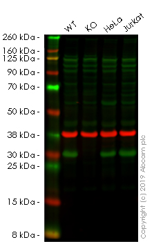 Western blot - Anti-HMGB1 antibody [EPR21210] (AB227526)