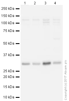Western blot - Anti-HMGB1 antibody [EPR21210] (AB227526)