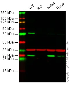 Western blot - Anti-HMGB1 antibody [EPR3506] - BSA and Azide free (AB247536)