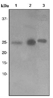 Western blot - Anti-HMGB1 antibody [EPR3506] - BSA and Azide free (AB247536)