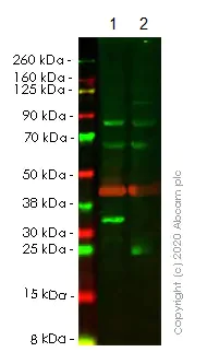 Western blot - Anti-HMGB1 antibody [EPR3506] - BSA and Azide free (AB247536)