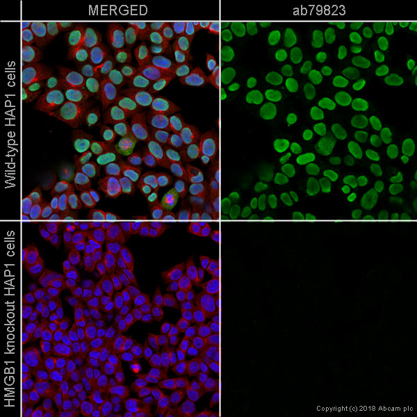 Immunocytochemistry/ Immunofluorescence - Anti-HMGB1 antibody [EPR3507] (AB79823), expandable thumbnail