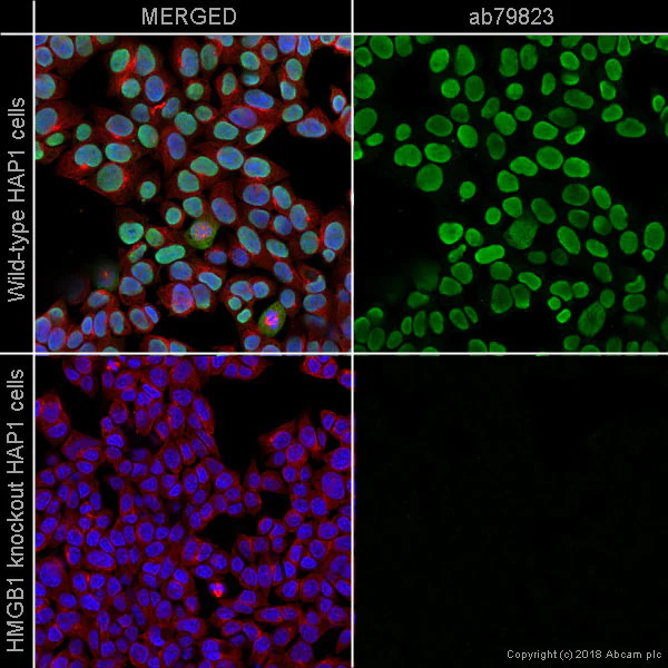 Immunocytochemistry/ Immunofluorescence - Anti-HMGB1 antibody [EPR3507] (AB79823)