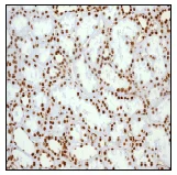 Immunohistochemistry (Formalin/PFA-fixed paraffin-embedded sections) - Anti-HMGB1 antibody [EPR3507] (AB79823)