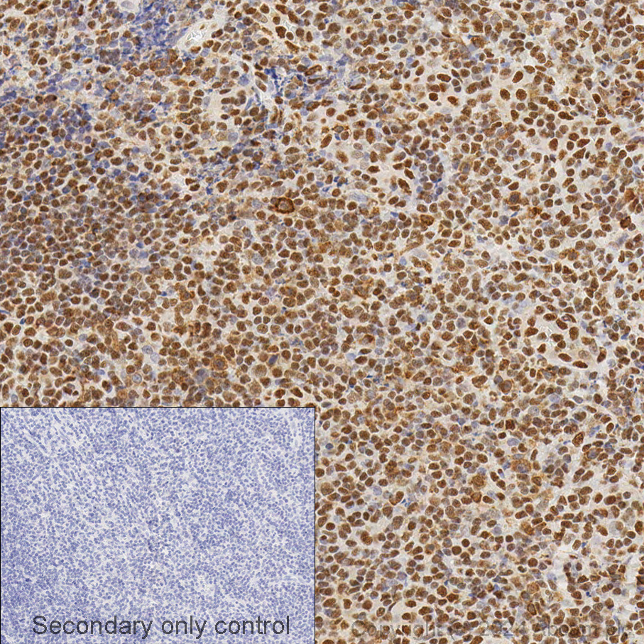 Immunohistochemistry - Anti-HMGB1 antibody [EPR3507] (ab79823), expandable thumbnail