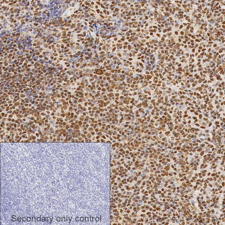Immunohistochemistry - Anti-HMGB1 antibody [EPR3507] (AB79823)