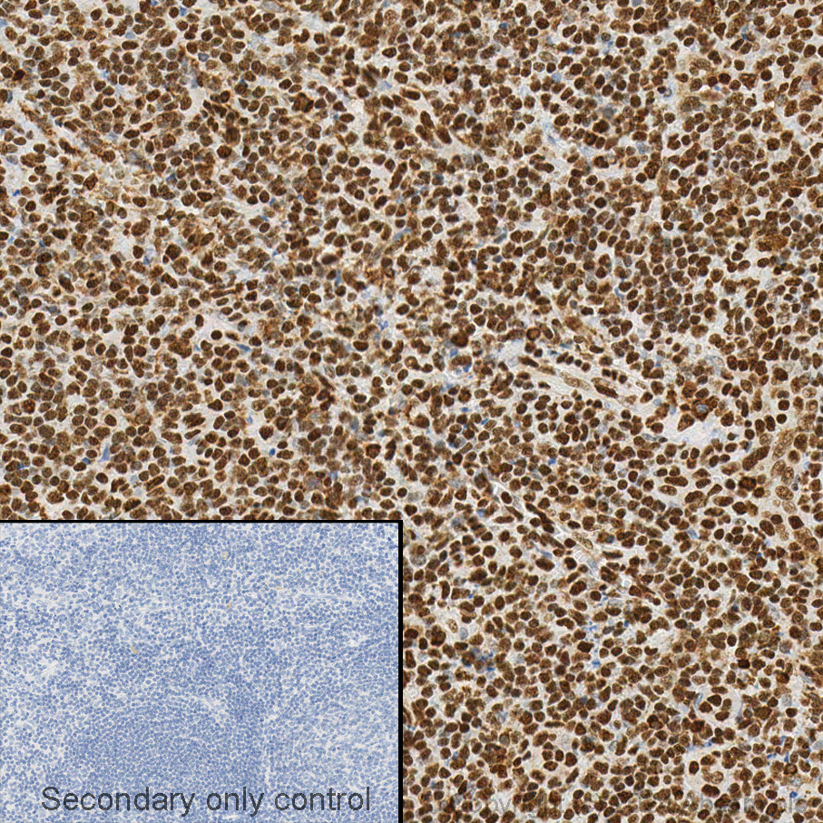 Immunohistochemistry - Anti-HMGB1 antibody [EPR3507] (ab79823), expandable thumbnail