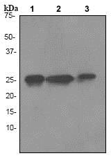 Western blot - Anti-HMGB1 antibody [EPR3507] (ab79823), expandable thumbnail