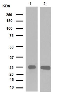 Western blot - Anti-HMGB1 antibody [EPR3507] (ab79823), expandable thumbnail