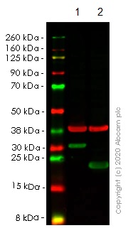Western blot - Anti-HMGB1 antibody [EPR3507] (AB79823), expandable thumbnail