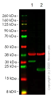 Western blot - Anti-HMGB1 antibody [EPR3507] (AB79823)