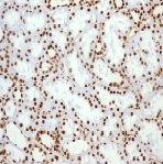Immunohistochemistry (Formalin/PFA-fixed paraffin-embedded sections) - Anti-HMGB1 antibody [EPR3507] - BSA and Azide free (AB216986), expandable thumbnail