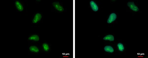 Immunocytochemistry/ Immunofluorescence - Anti-HMGB1 antibody - N-terminal (AB228624)