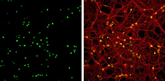 Immunocytochemistry/ Immunofluorescence - Anti-HMGB1 antibody - N-terminal (AB228624)